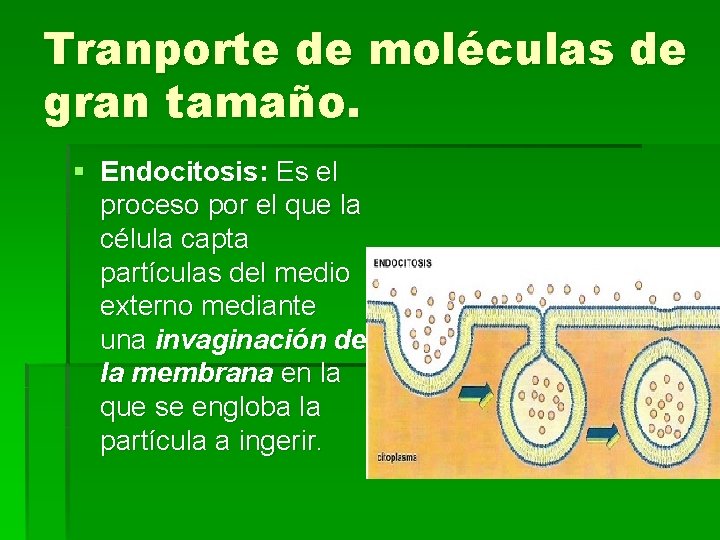 Tranporte de moléculas de gran tamaño. § Endocitosis: Es el proceso por el que