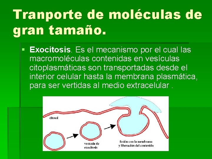 Tranporte de moléculas de gran tamaño. § Exocitosis. Es el mecanismo por el cual