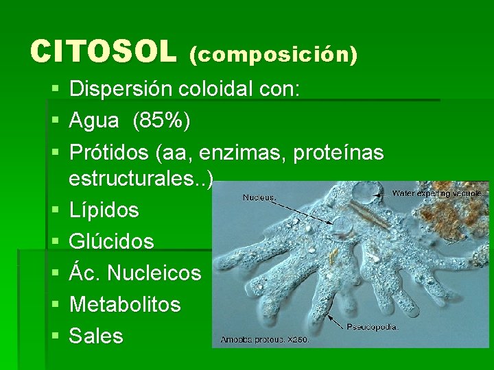 CITOSOL (composición) § Dispersión coloidal con: § Agua (85%) § Prótidos (aa, enzimas, proteínas