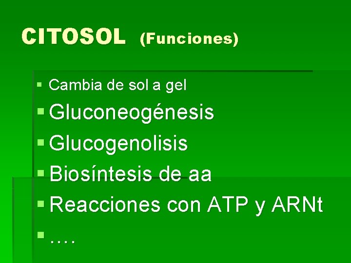 CITOSOL (Funciones) § Cambia de sol a gel § Gluconeogénesis § Glucogenolisis § Biosíntesis