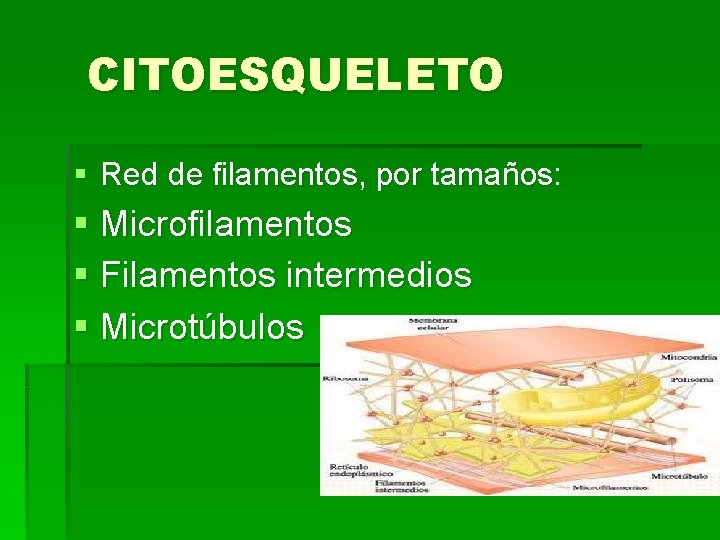 CITOESQUELETO § Red de filamentos, por tamaños: § Microfilamentos § Filamentos intermedios § Microtúbulos