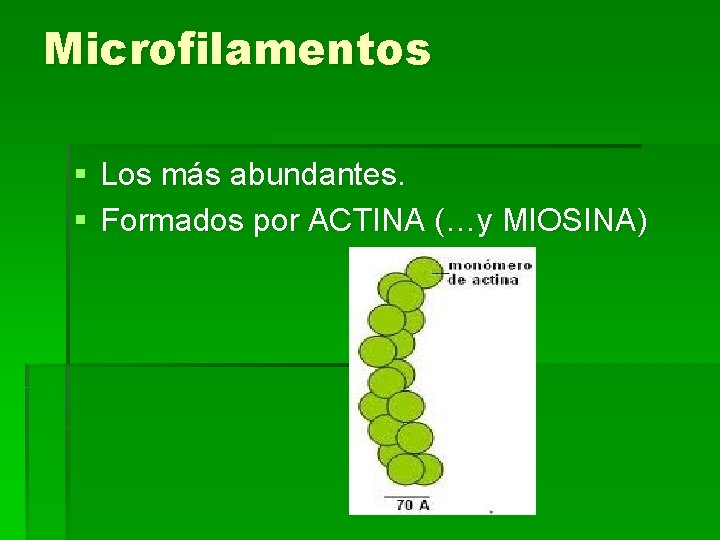 Microfilamentos § Los más abundantes. § Formados por ACTINA (…y MIOSINA) 