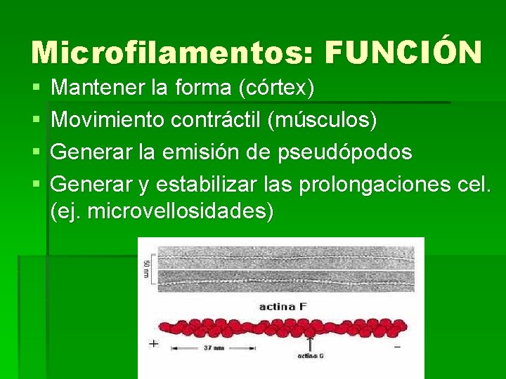 Microfilamentos: FUNCIÓN § § Mantener la forma (córtex) Movimiento contráctil (músculos) Generar la emisión