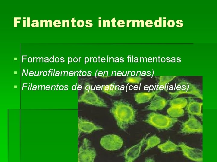 Filamentos intermedios § Formados por proteínas filamentosas § Neurofilamentos (en neuronas) § Filamentos de