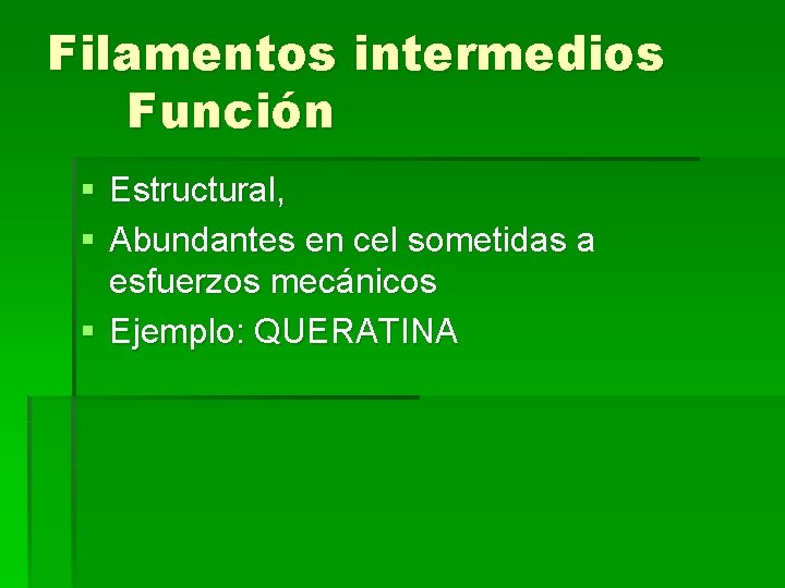 Filamentos intermedios Función § Estructural, § Abundantes en cel sometidas a esfuerzos mecánicos §