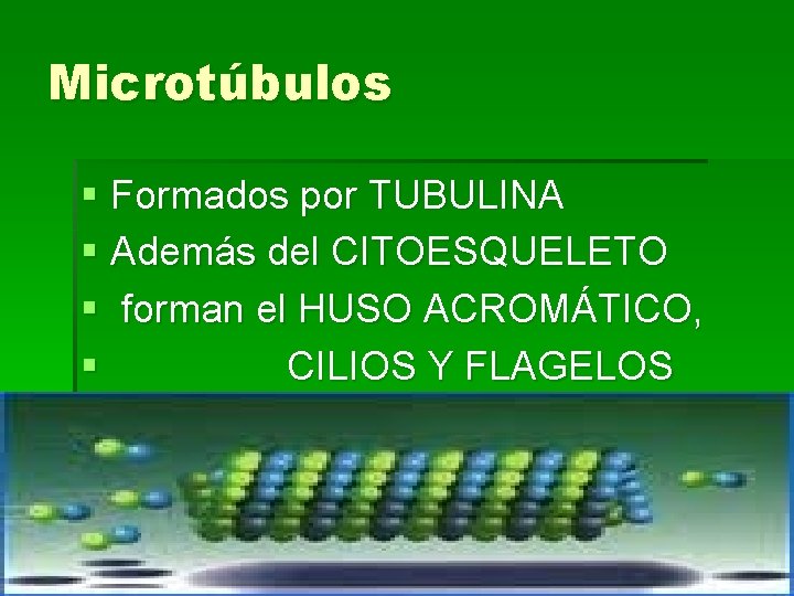 Microtúbulos § Formados por TUBULINA § Además del CITOESQUELETO § forman el HUSO ACROMÁTICO,