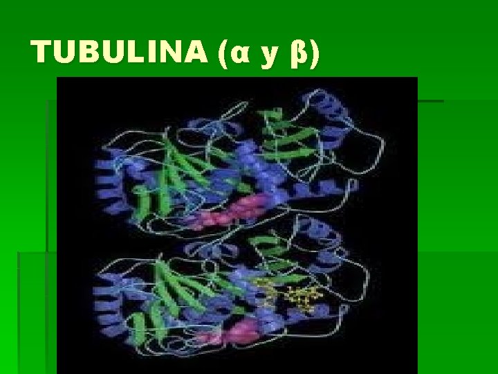 TUBULINA (α y β) 