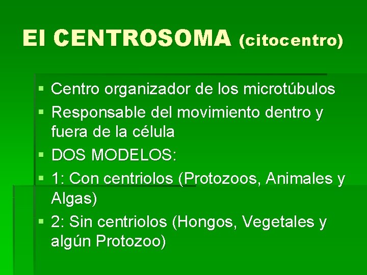 El CENTROSOMA (citocentro) § Centro organizador de los microtúbulos § Responsable del movimiento dentro