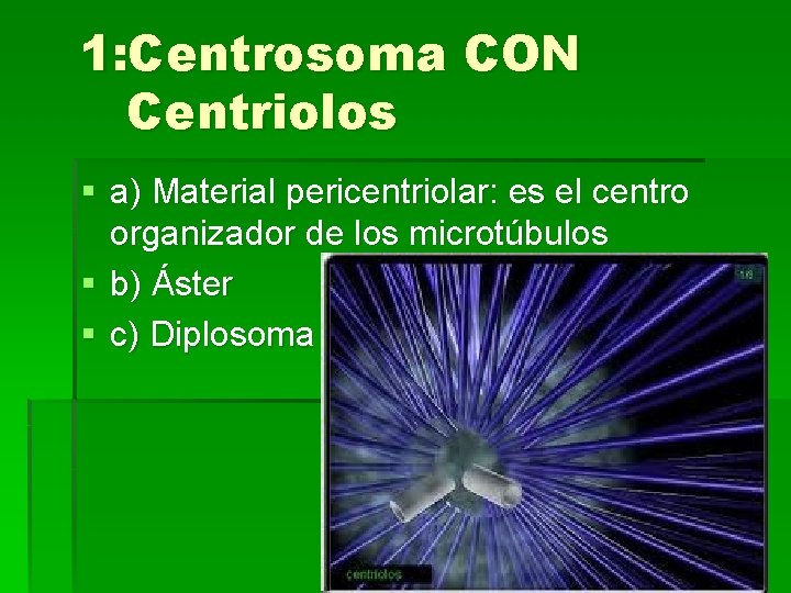 1: Centrosoma CON Centriolos § a) Material pericentriolar: es el centro organizador de los