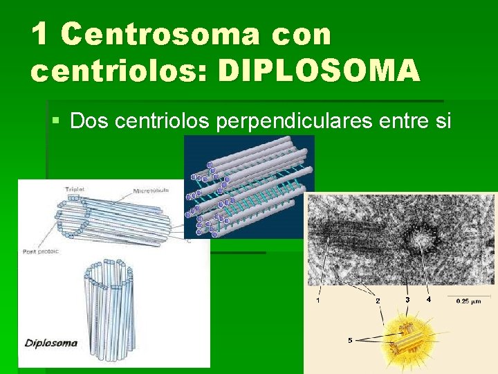 1 Centrosoma con centriolos: DIPLOSOMA § Dos centriolos perpendiculares entre si 
