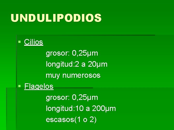 UNDULIPODIOS § Cilios grosor: 0, 25µm longitud: 2 a 20µm muy numerosos § Flagelos