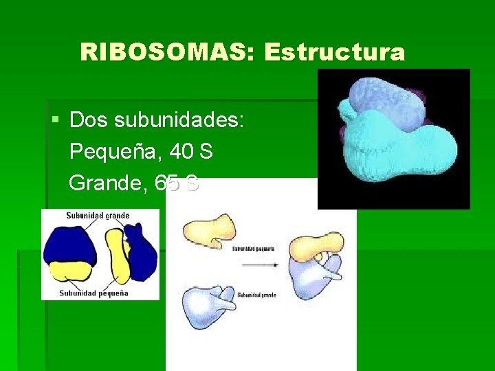 RIBOSOMAS: Estructura § Dos subunidades: Pequeña, 40 S Grande, 65 S 