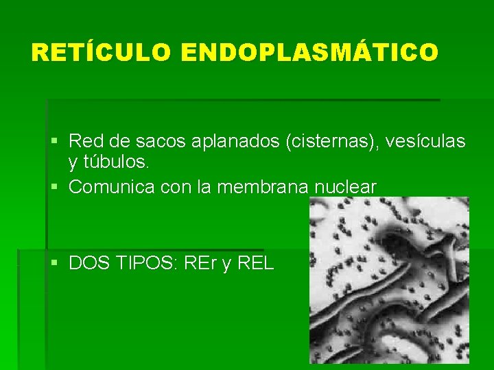 RETÍCULO ENDOPLASMÁTICO § Red de sacos aplanados (cisternas), vesículas y túbulos. § Comunica con