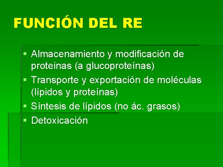 FUNCIÓN DEL RE § Almacenamiento y modificación de proteinas (a glucoproteínas) § Transporte y
