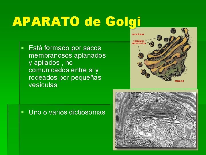 APARATO de Golgi § Está formado por sacos membranosos aplanados y apilados , no