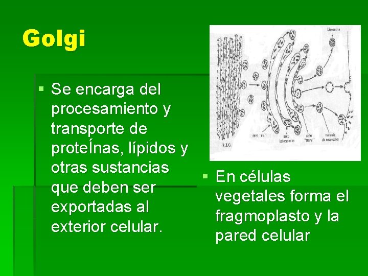 Golgi § Se encarga del procesamiento y transporte de proteÍnas, lípidos y otras sustancias