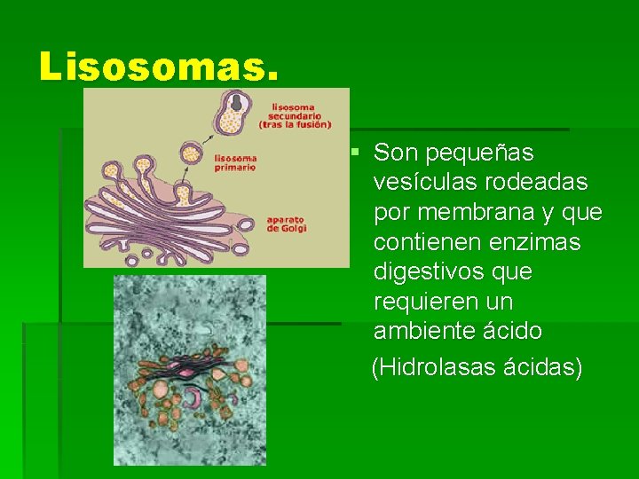 Lisosomas. § Son pequeñas vesículas rodeadas por membrana y que contienen enzimas digestivos que