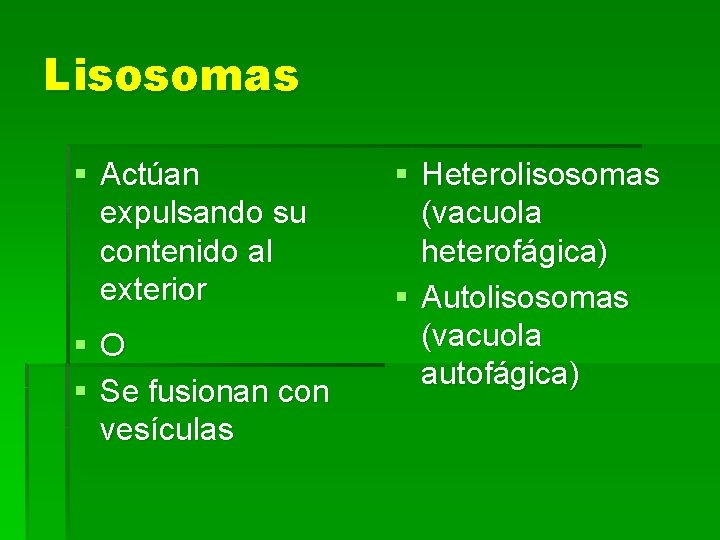 Lisosomas § Actúan expulsando su contenido al exterior §O § Se fusionan con vesículas