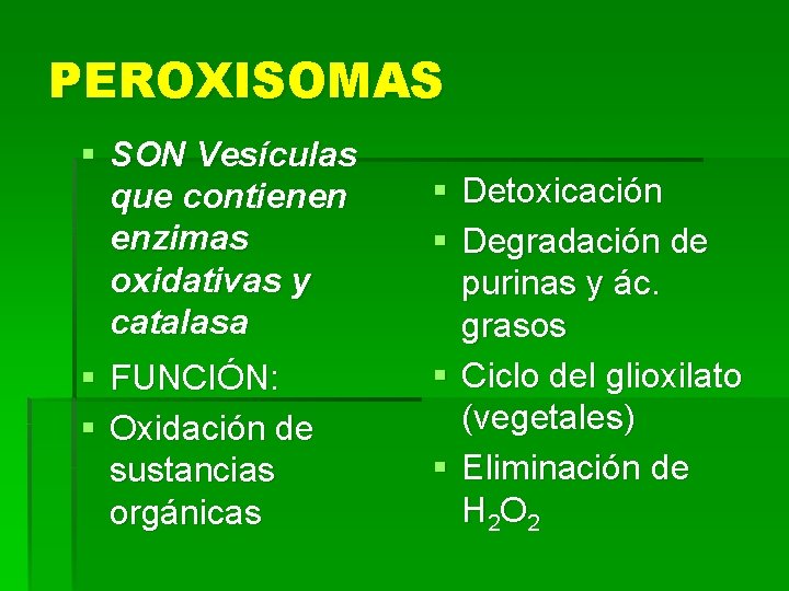 PEROXISOMAS § SON Vesículas que contienen enzimas oxidativas y catalasa § FUNCIÓN: § Oxidación