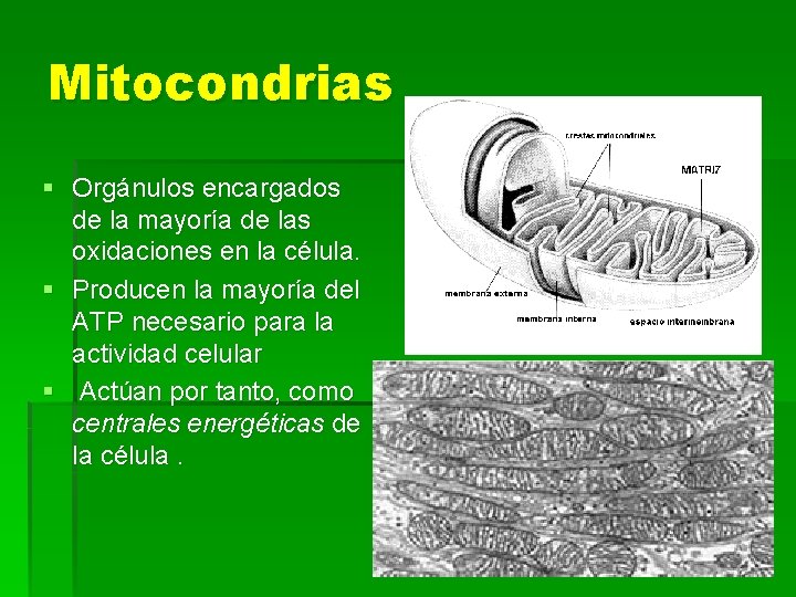 Mitocondrias § Orgánulos encargados de la mayoría de las oxidaciones en la célula. §