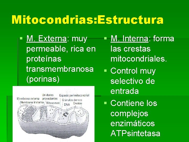 Mitocondrias: Estructura § M. Interna: forma § M. Externa: muy permeable, rica en las