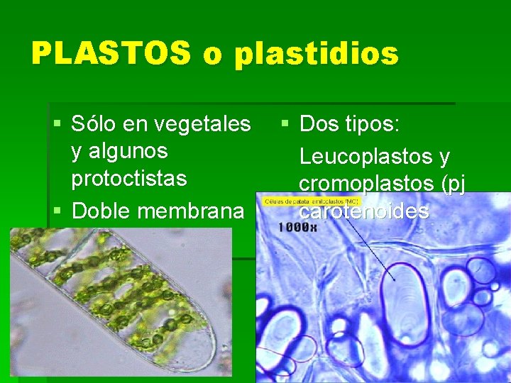 PLASTOS o plastidios § Sólo en vegetales § Dos tipos: y algunos Leucoplastos y