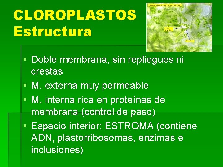 CLOROPLASTOS Estructura § Doble membrana, sin repliegues ni crestas § M. externa muy permeable