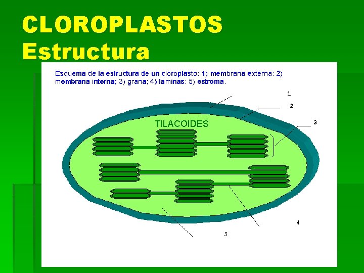 CLOROPLASTOS Estructura TILACOIDES 