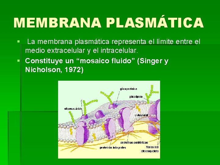 MEMBRANA PLASMÁTICA § La membrana plasmática representa el límite entre el medio extracelular y