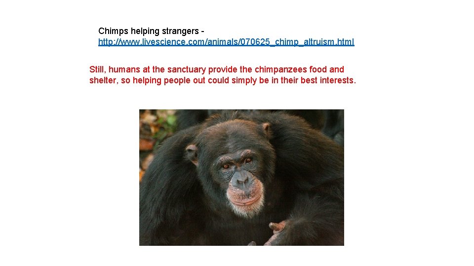 Chimps helping strangers http: //www. livescience. com/animals/070625_chimp_altruism. html Still, humans at the sanctuary provide