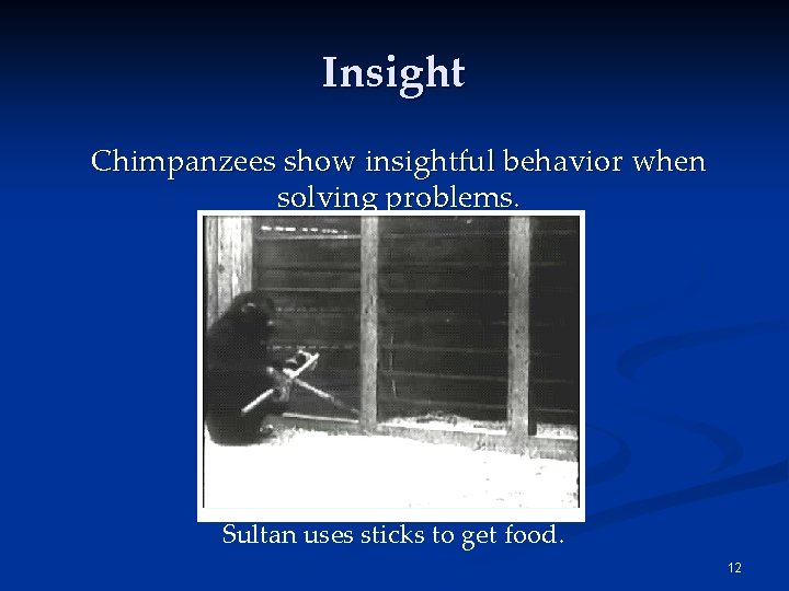 Insight Chimpanzees show insightful behavior when solving problems. Sultan uses sticks to get food.