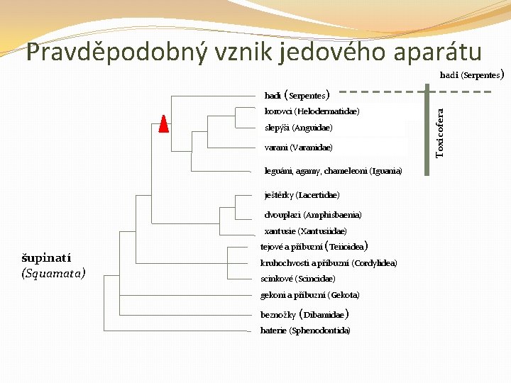 Pravděpodobný vznik jedového aparátu hadi (Serpentes) korovci (Helodermatidae) slepýši (Anguidae) varani (Varanidae) leguáni, agamy,