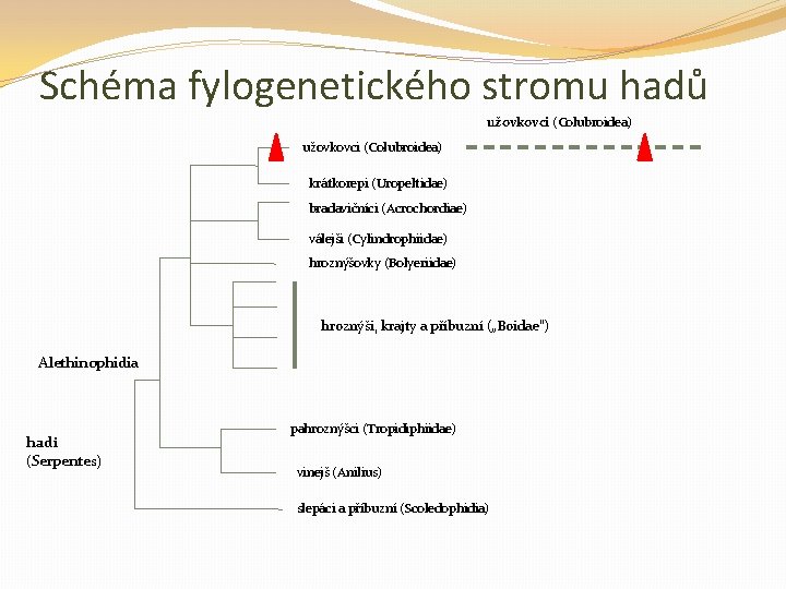 Schéma fylogenetického stromu hadů užovkovci (Colubroidea) krátkorepi (Uropeltidae) bradavičníci (Acrochordiae) válejši (Cylindrophiidae) hroznýšovky (Bolyeriidae)