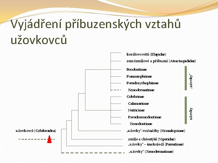 Vyjádření příbuzenských vztahů užovkovců korálovcovití (Elapidae) zemězmijové a příbuzní (Atractaspididae) Psammophiinae Pseudoxyrhophiinae Xenodermatinae „užovky“