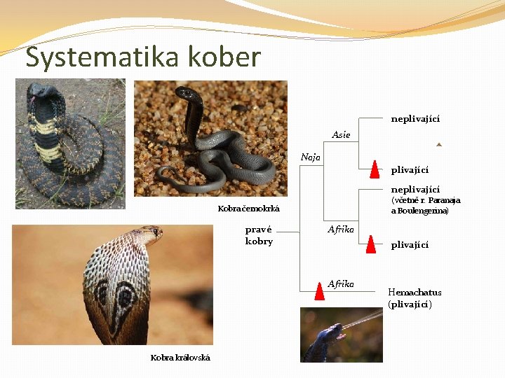 Systematika kober neplivající Asie Naja plivající neplivající (včetně r. Paranaja a Boulengerina) Kobra černokrká