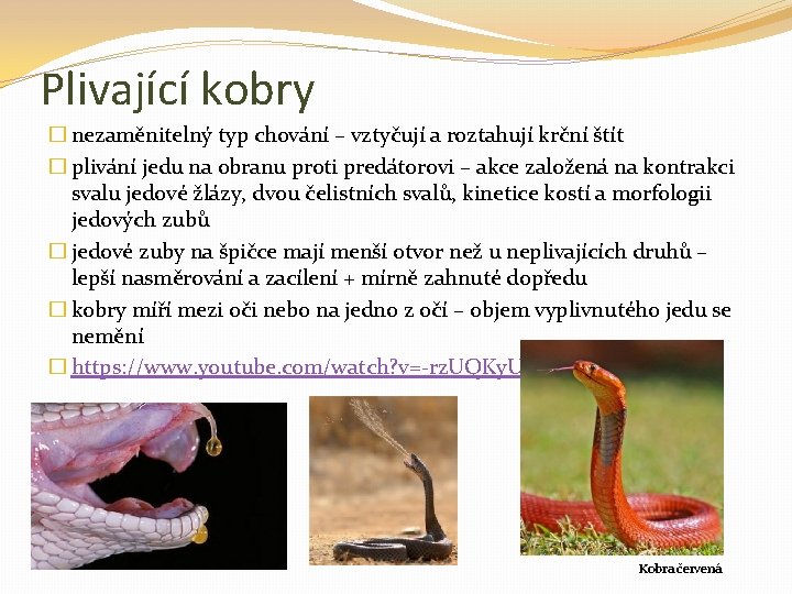 Plivající kobry � nezaměnitelný typ chování – vztyčují a roztahují krční štít � plivání