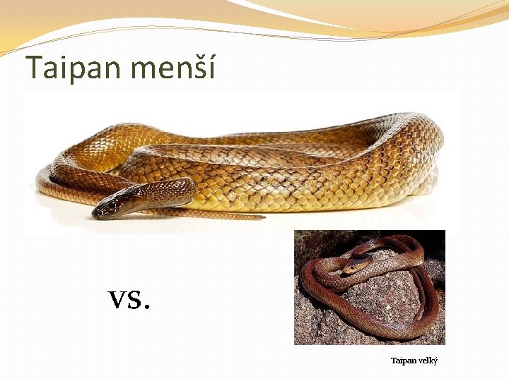 Taipan menší vs. Taipan velký 
