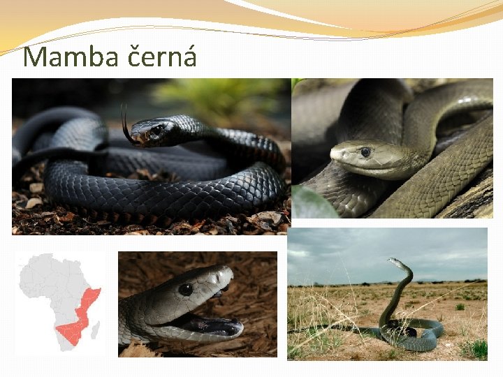 Mamba černá 