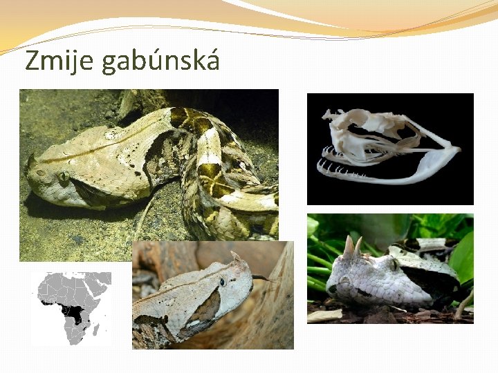 Zmije gabúnská 