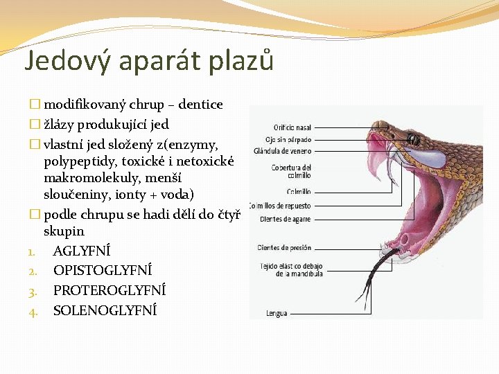 Jedový aparát plazů � modifikovaný chrup – dentice � žlázy produkující jed � vlastní