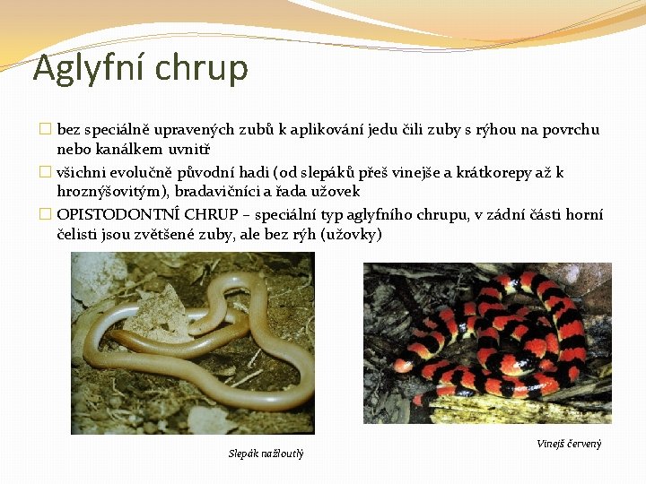 Aglyfní chrup � bez speciálně upravených zubů k aplikování jedu čili zuby s rýhou