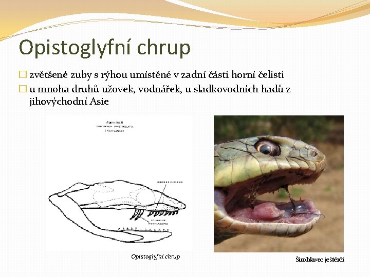 Opistoglyfní chrup � zvětšené zuby s rýhou umístěné v zadní části horní čelisti �