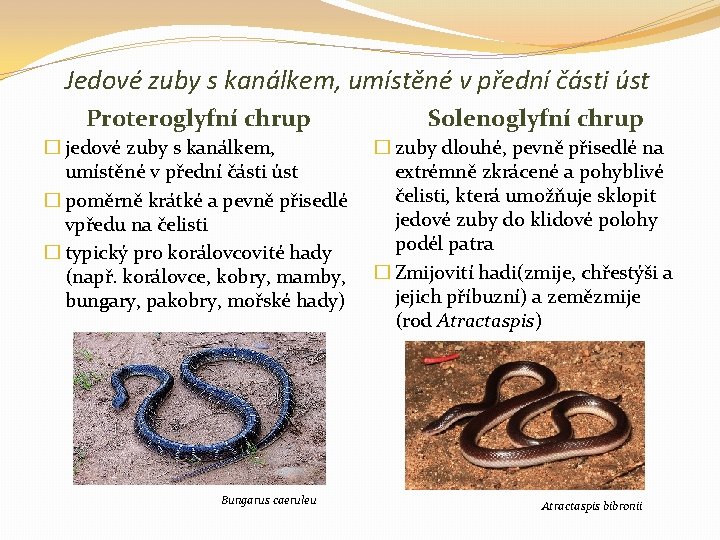 Jedové zuby s kanálkem, umístěné v přední části úst Proteroglyfní chrup � jedové zuby