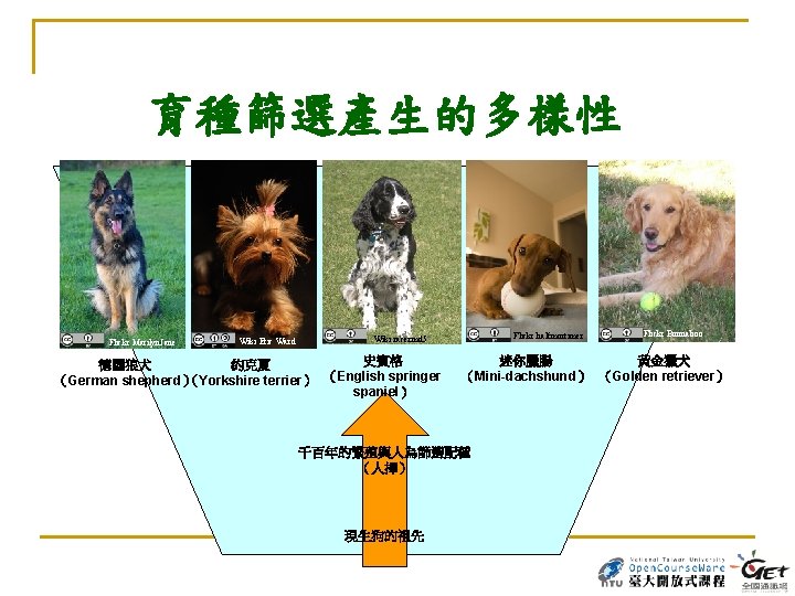 育種篩選產生的多樣性 Flickr Marilyn. Jane Wiki Eric Ward Flickr halfmortimer Wiki racermd 5 史賓格 德國狼犬