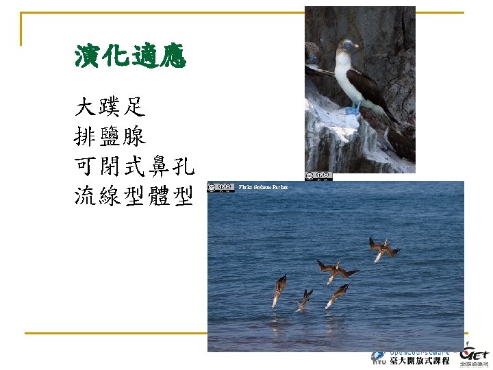 演化適應 大蹼足 排鹽腺 可閉式鼻孔 流線型體型 Flickr Velo Steve Flickr Graham Racher 