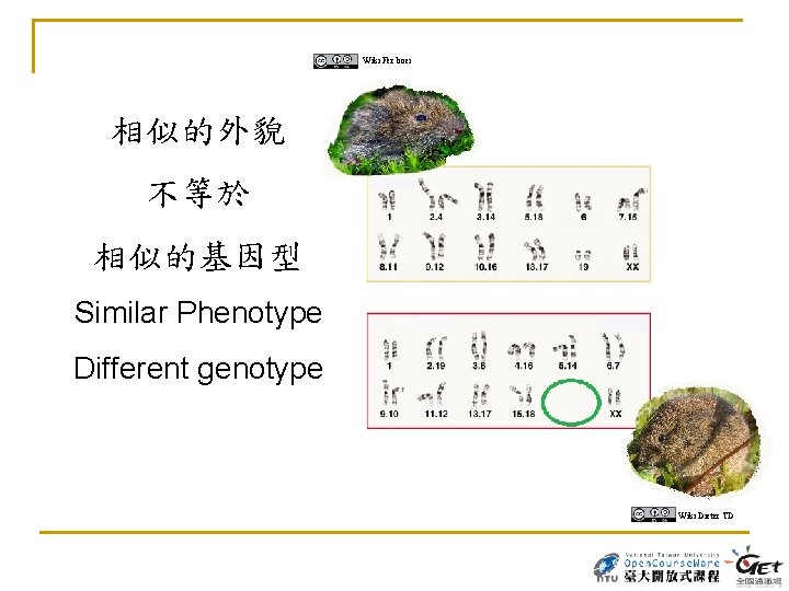 Wiki Fer boei 相似的外貌 不等於 相似的基因型 Similar Phenotype Different genotype Wiki Dieter TD 