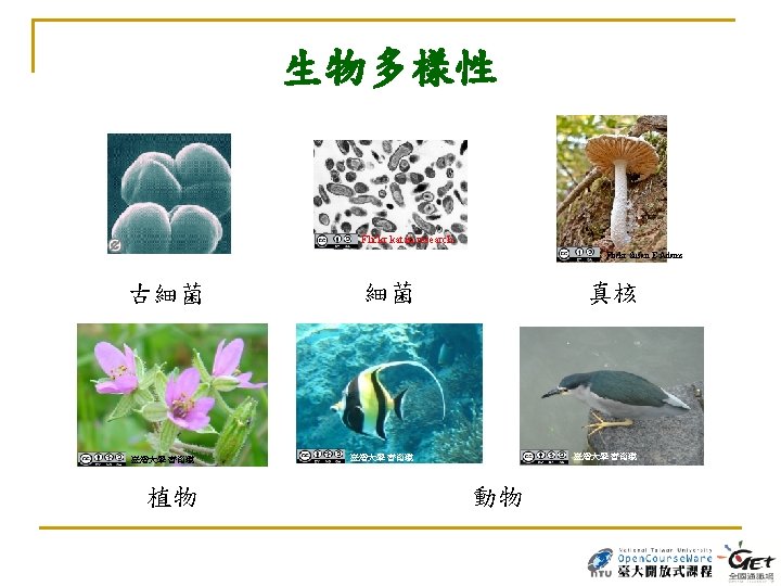 生物多樣性 Flickr Susan E Adams Flickr kat m research Flickr Susan E Adams 古細菌