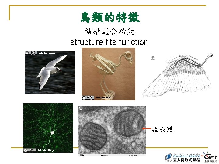 鳥類的特徵 結構適合功能 structure fits function Flickr law_keven Flickr kaelin. fe 粒線體 Flickr Mike. Blogs