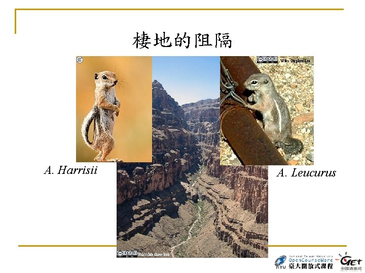 棲地的阻隔 Wiki Stephen Lea A. Harrisii A. Leucurus Wiki slideshow bob 