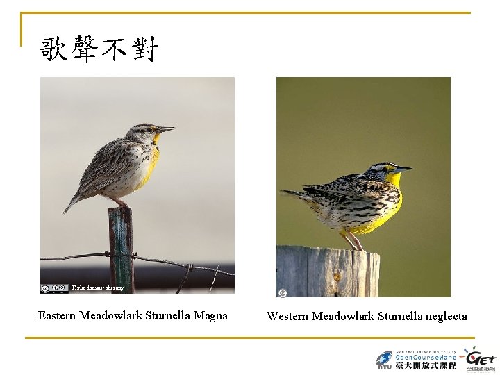 歌聲不對 Flickr dominic sherony Eastern Meadowlark Sturnella Magna Western Meadowlark Sturnella neglecta 